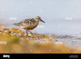 Attēlu rezultāti vaicājumam “Calidris canutus adult”