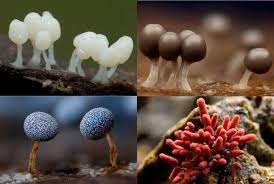 Attēlu rezultāti vaicājumam “Physarum leucophaeum spores”