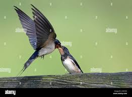 Attēlu rezultāti vaicājumam “Hirundo rustica adult”