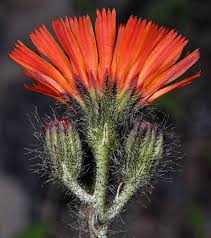 Image result for Hieracium aurantiacum