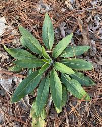 Attēlu rezultāti vaicājumam “Hesperis matronalis leaf”