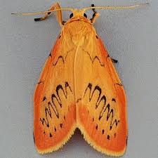 Attēlu rezultāti vaicājumam “Miltochrista miniata”