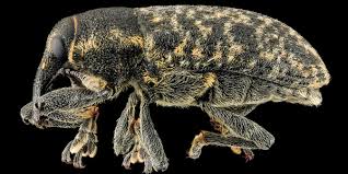 Attēlu rezultāti vaicājumam “Larinus sp.”