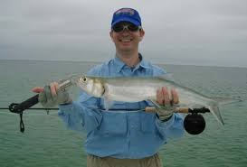 Image result for Elops saurus