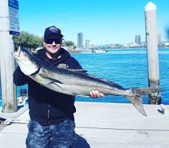 Image result for Rachycentron canadum