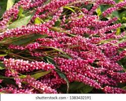 Attēlu rezultāti vaicājumam “Persicaria hydropiper leaf”