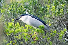 Image result for Nycticorax nycticorax
