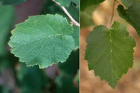 Attēlu rezultāti vaicājumam “Corylus colurna”