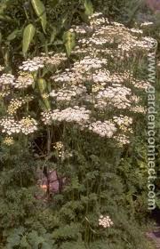 Attēlu rezultāti vaicājumam “Selinum carvifolia fruit”