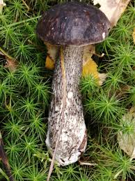 Attēlu rezultāti vaicājumam “Leccinum melaneum”