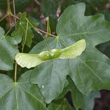 Attēlu rezultāti vaicājumam “Acer campestre leaf”