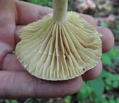 Attēlu rezultāti vaicājumam “Lactarius”