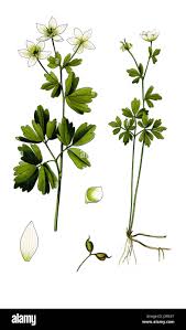 Attēlu rezultāti vaicājumam “Isopyrum thalictroides leaf”