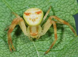Attēlu rezultāti vaicājumam “Thomisidae”