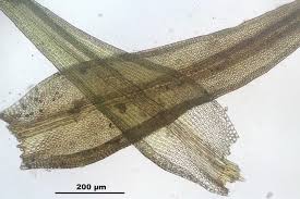 Attēlu rezultāti vaicājumam “Grimmia muehlenbeckii”