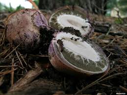 Attēlu rezultāti vaicājumam “Phallus impudicus”