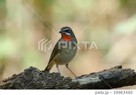 Image result for Luscinia sibilans