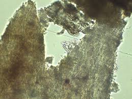 Attēlu rezultāti vaicājumam “Steccherinum bourdotii”