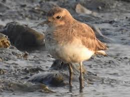 Image result for Charadrius asiaticus