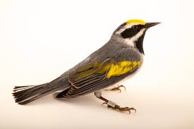 Image result for Vermivora chrysoptera