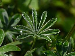 Image result for Frauenmantel