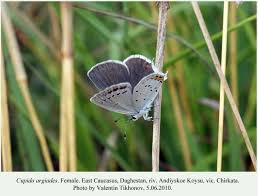 Attēlu rezultāti vaicājumam “Everes argiades female”