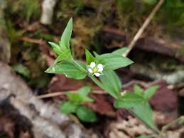 Attēlu rezultāti vaicājumam “Moehringia trinervia”