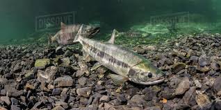 Image result for Oncorhynchus keta