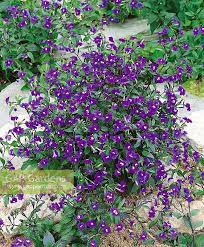 Image result for Browallia speciosa