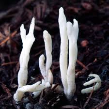 Attēlu rezultāti vaicājumam “Clavulina rugosa”