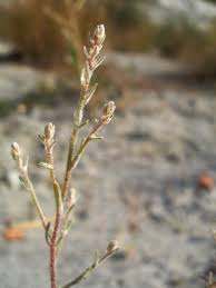 Attēlu rezultāti vaicājumam “Corispermum hyssopifolium”