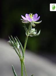 Attēlu rezultāti vaicājumam “Spergularia rubra”