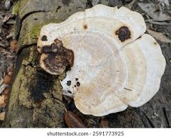 Attēlu rezultāti vaicājumam “Trametes gibbosa”
