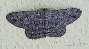 Attēlu rezultāti vaicājumam “Hypomecis punctinalis”