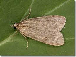 Attēlu rezultāti vaicājumam “Crambidae”