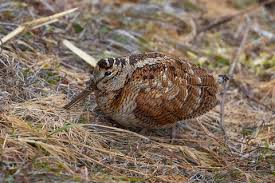 Attēlu rezultāti vaicājumam “Scolopax rusticola”