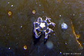 Attēlu rezultāti vaicājumam “Diderma radiatum sessile”