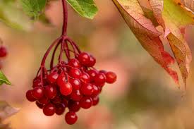 Attēlu rezultāti vaicājumam “Viburnum opulus fruit”