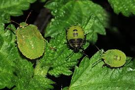 Attēlu rezultāti vaicājumam “Palomena prasina nymph”