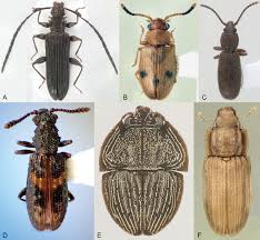 Attēlu rezultāti vaicājumam “Cucujidae”