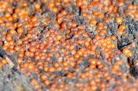 Attēlu rezultāti vaicājumam “Nectria peziza”