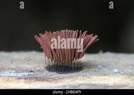 Attēlu rezultāti vaicājumam “Stemonitis lignicola macro”