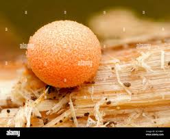 Attēlu rezultāti vaicājumam “Lycogala flavofuscum spores”