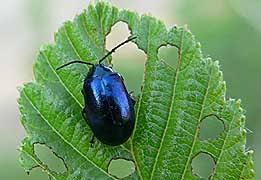 Attēlu rezultāti vaicājumam “Agelastica alni”