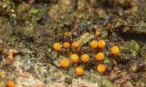 Attēlu rezultāti vaicājumam “Physarum braunianum plasmodium”