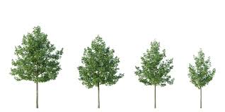 Attēlu rezultāti vaicājumam “Acer saccharinum”