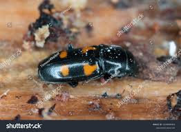 Attēlu rezultāti vaicājumam “Glischrochilus quadripunctatus”