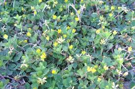 Attēlu rezultāti vaicājumam “Trifolium dubium”