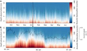 Image result for Vazella pourtalesii