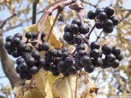 Attēlu rezultāti vaicājumam “Phellodendron amurense bud”